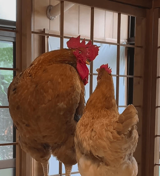 にわとりたち！（@piayano2017さんより提供）