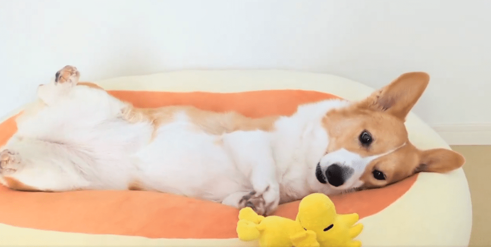 熟睡する愛犬をよく見ると？（@komachiaya_さんより提供）