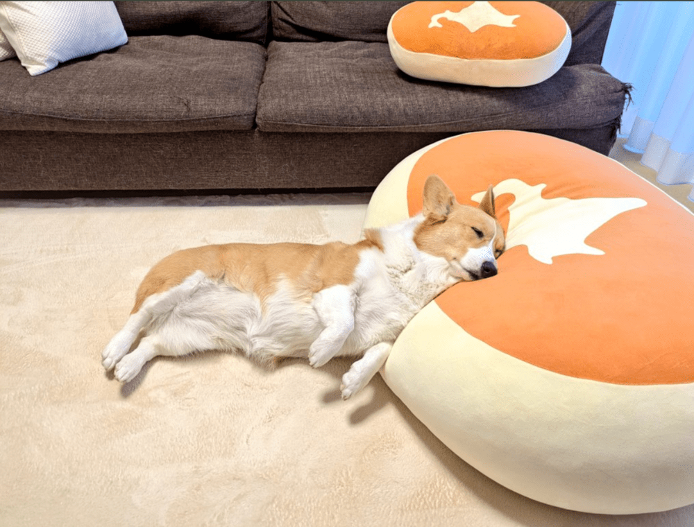 【実際の写真5枚】　飼い主さんが見た光景