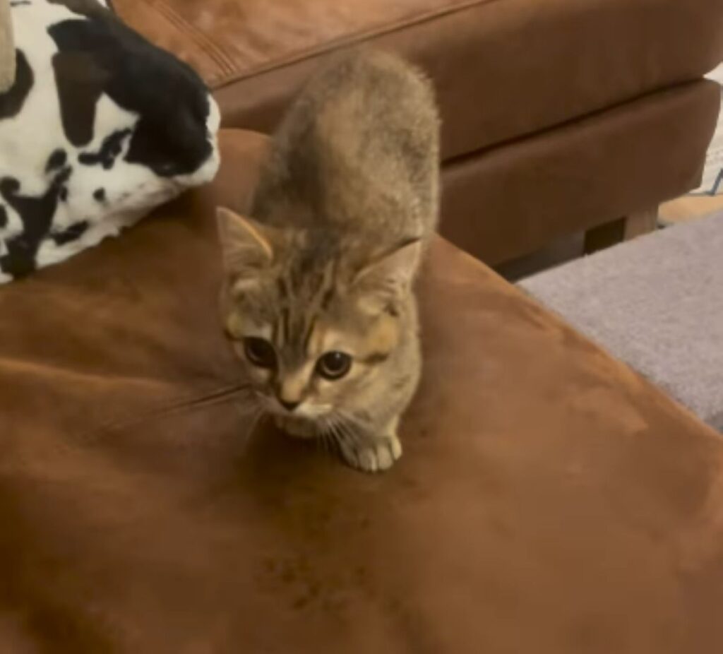 ソファの下からも出てきます（＠boku_mizoreさんより提供）