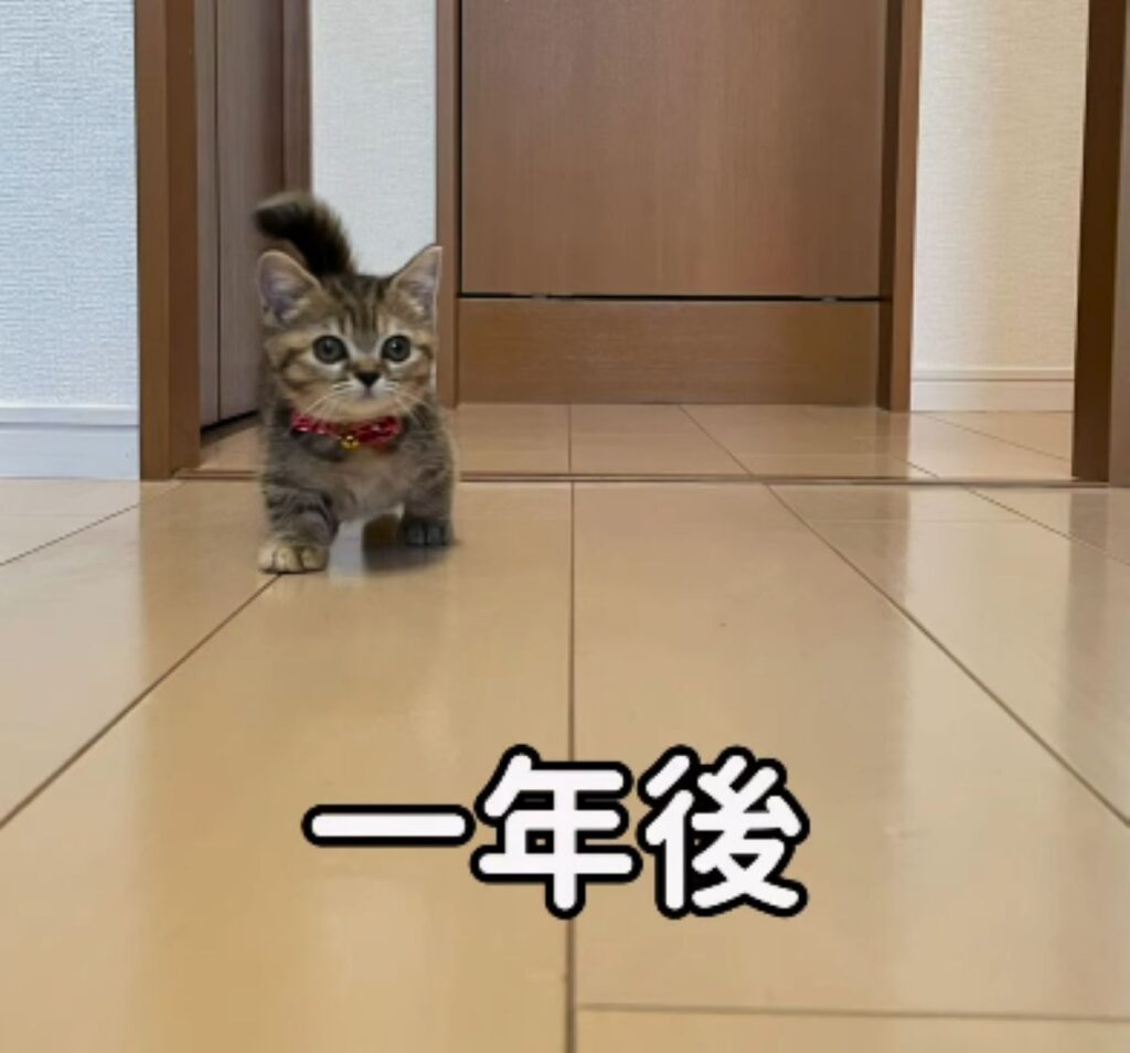 一年後（＠boku_mizoreさんより提供）