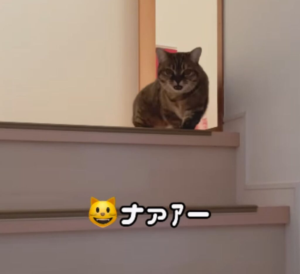 階段の上からお返事（＠boku_mizoreさんより提供）