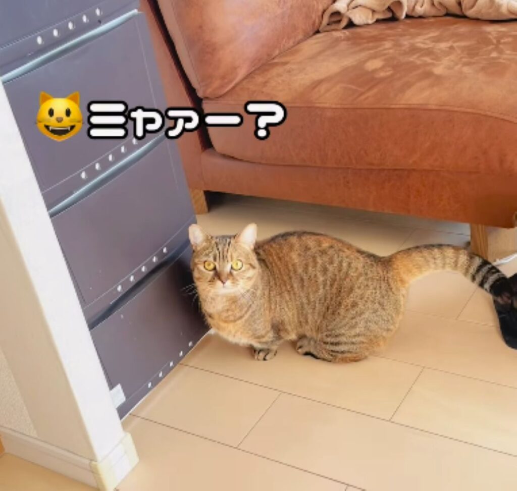 振り向いてお返事（＠boku_mizoreさんより提供）