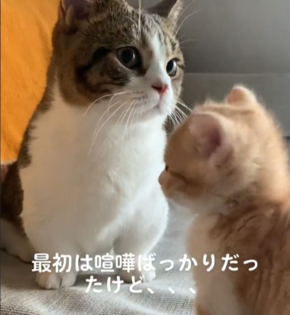 【実際の写真5枚】　１ヶ月後の様子