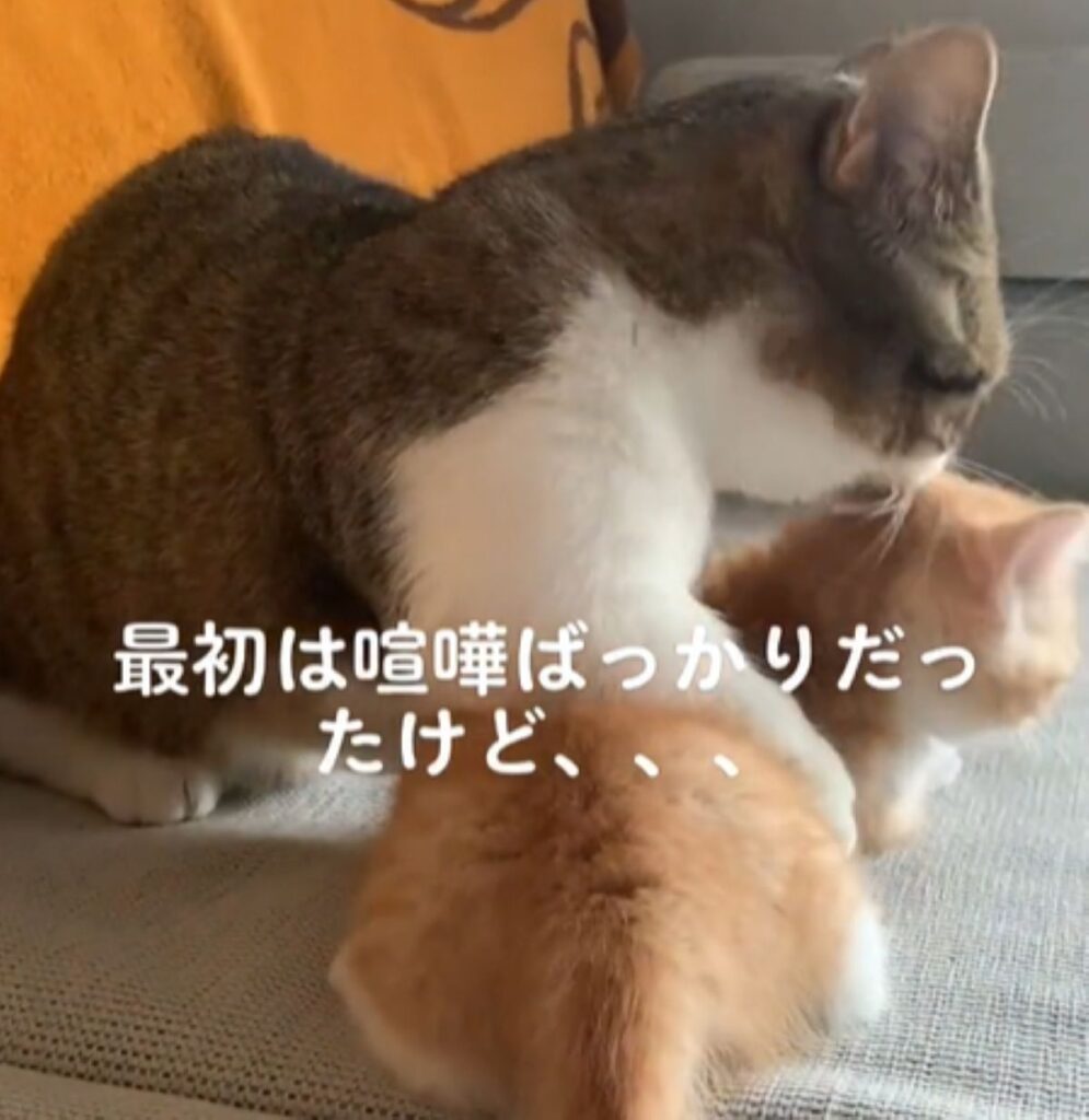 抑え込む茶々丸くん（＠chacha_shishiさんより提供）