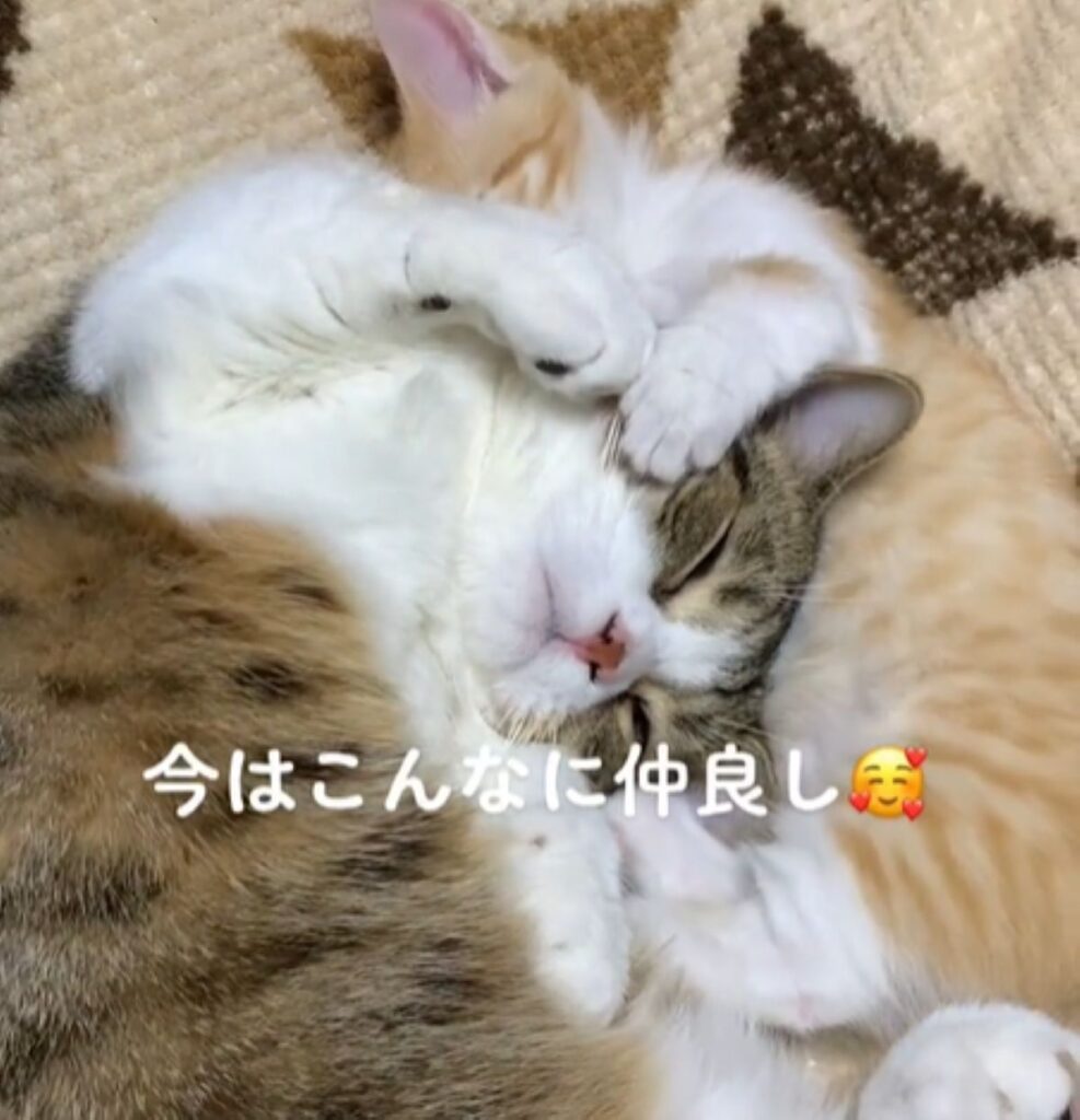 仲良しな様子（＠chacha_shishiさんより提供）