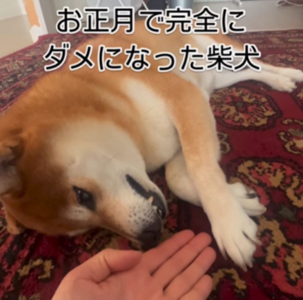 【実際の写真5枚】　飼い主さんが見た光景