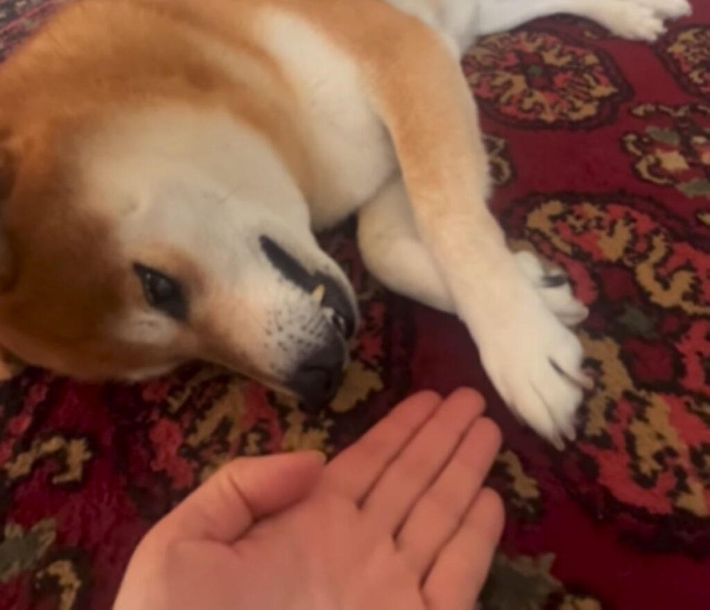 「お手」の声に反応できません（＠keichiyan5935さんより提供）