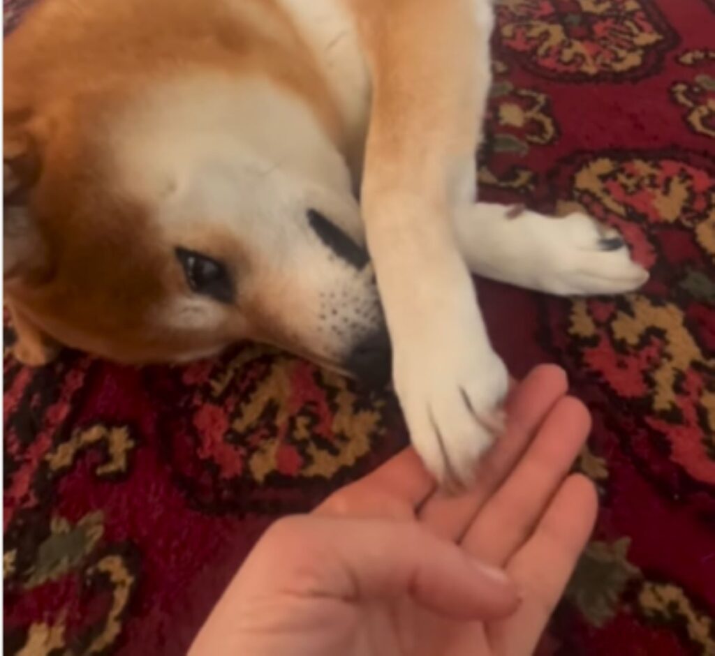 ようやく手を伸ばしたけいちゃん（＠keichiyan5935さんより提供）