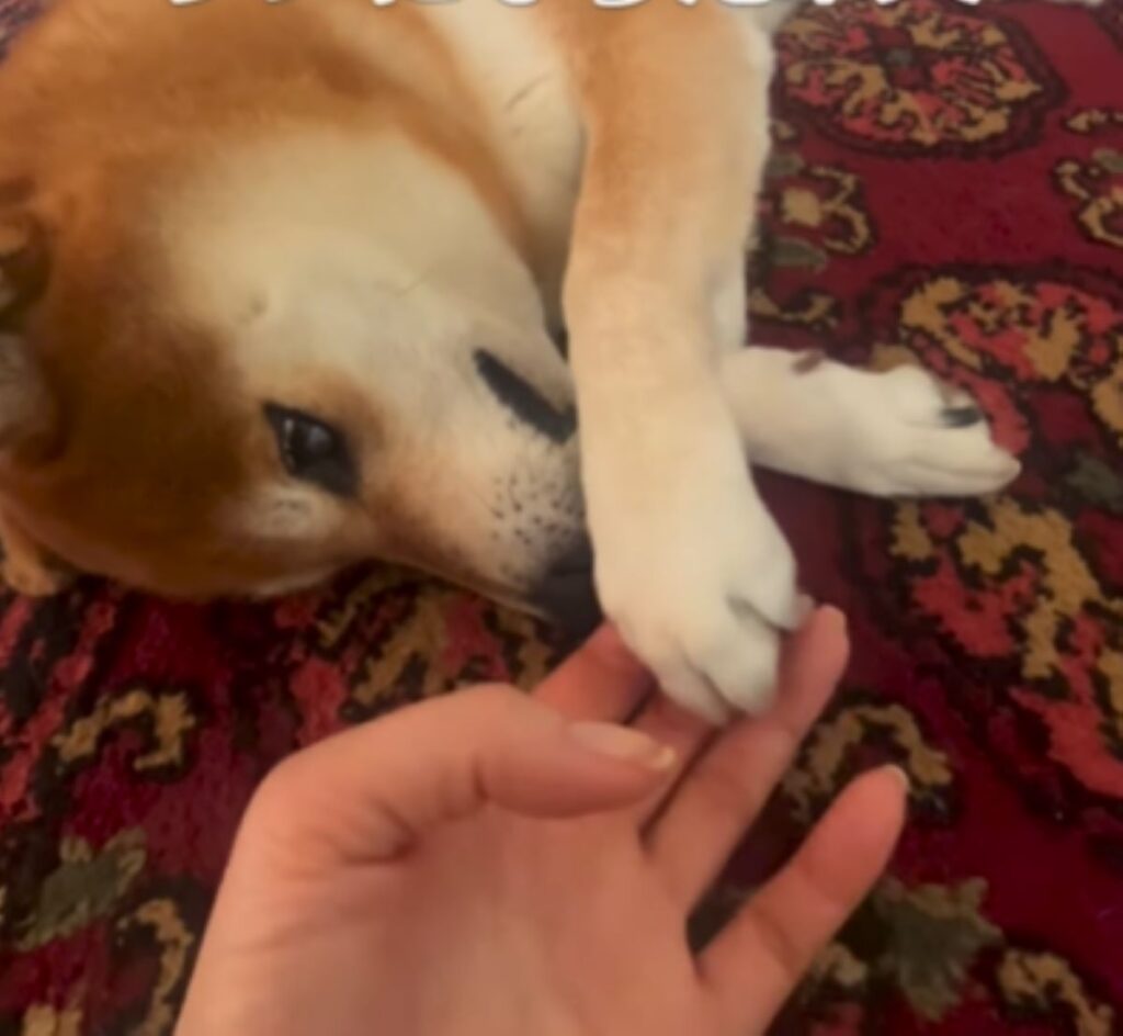 飼い主さんの手を引っ張っています＠keichiyan5935さんより提供）