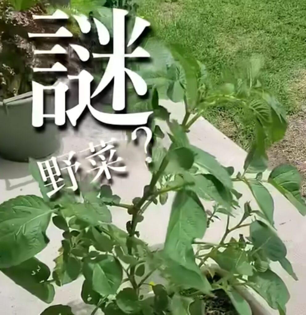 野菜？（@KIPPさんより提供）