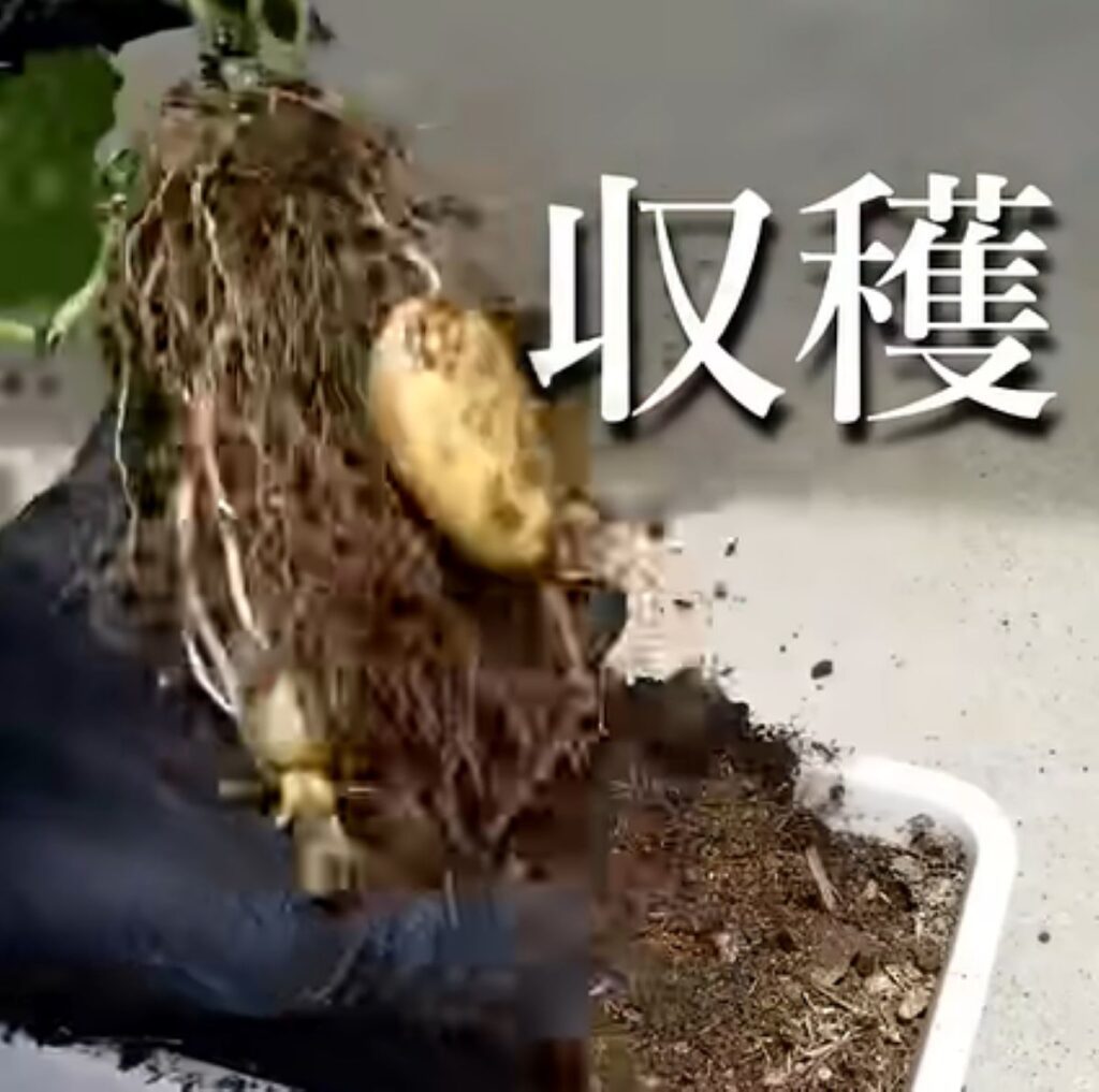 収穫できたのは（@KIPPさんより提供）