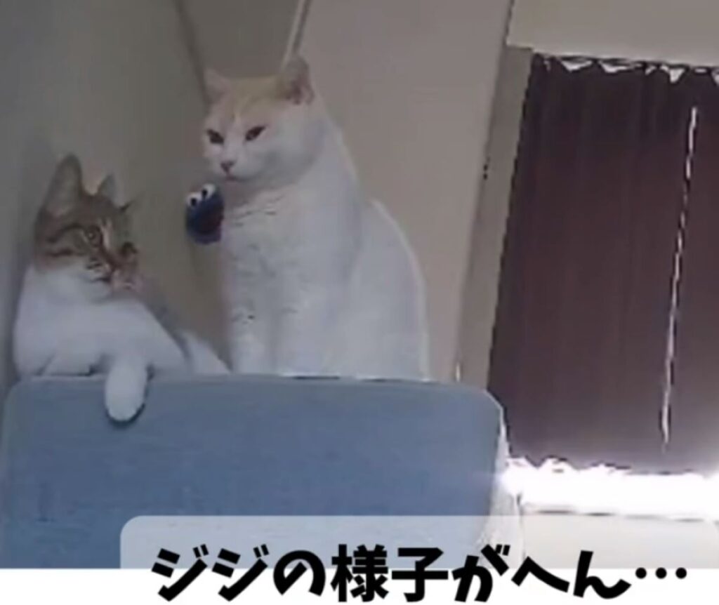 【実際の写真6枚】　飼い主さんが見た光景