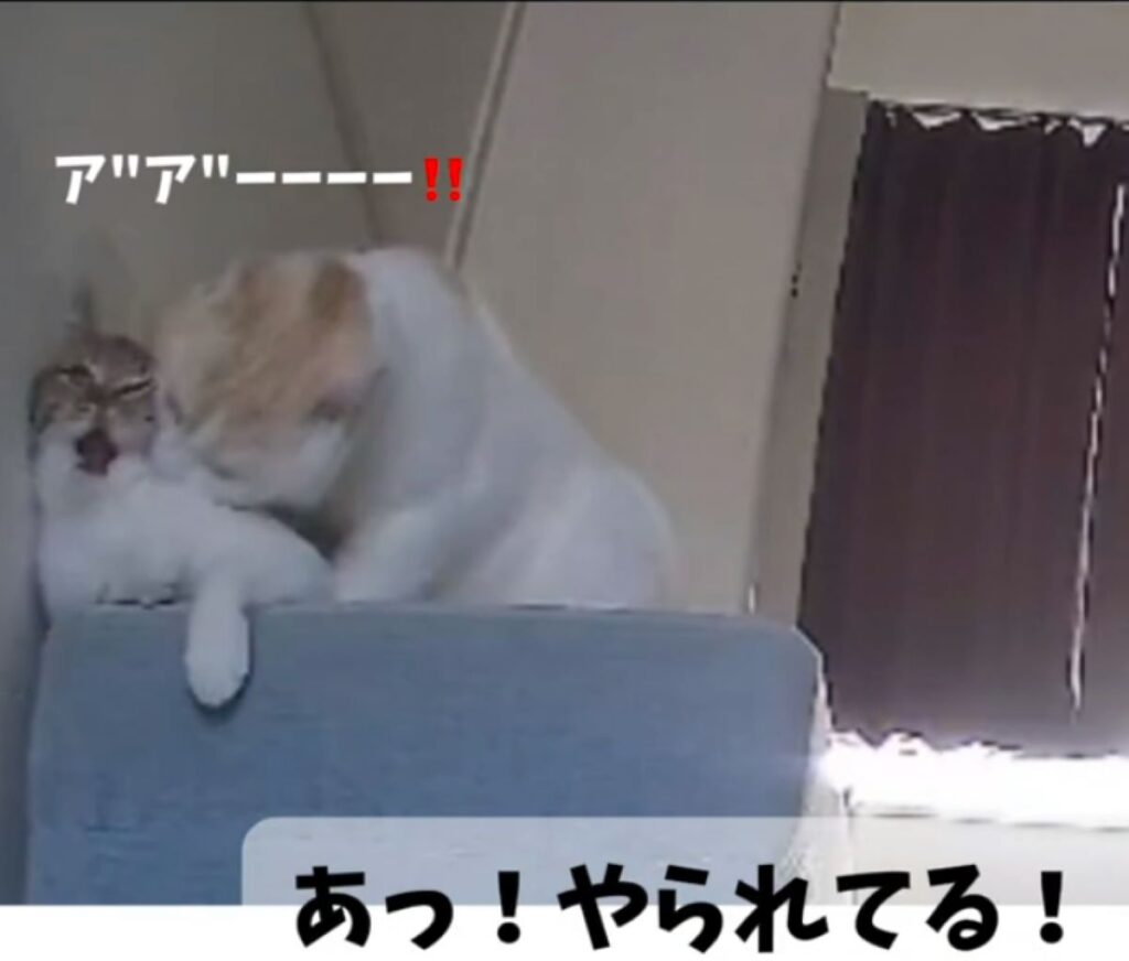 やられています！（＠11220128_さんより提供）