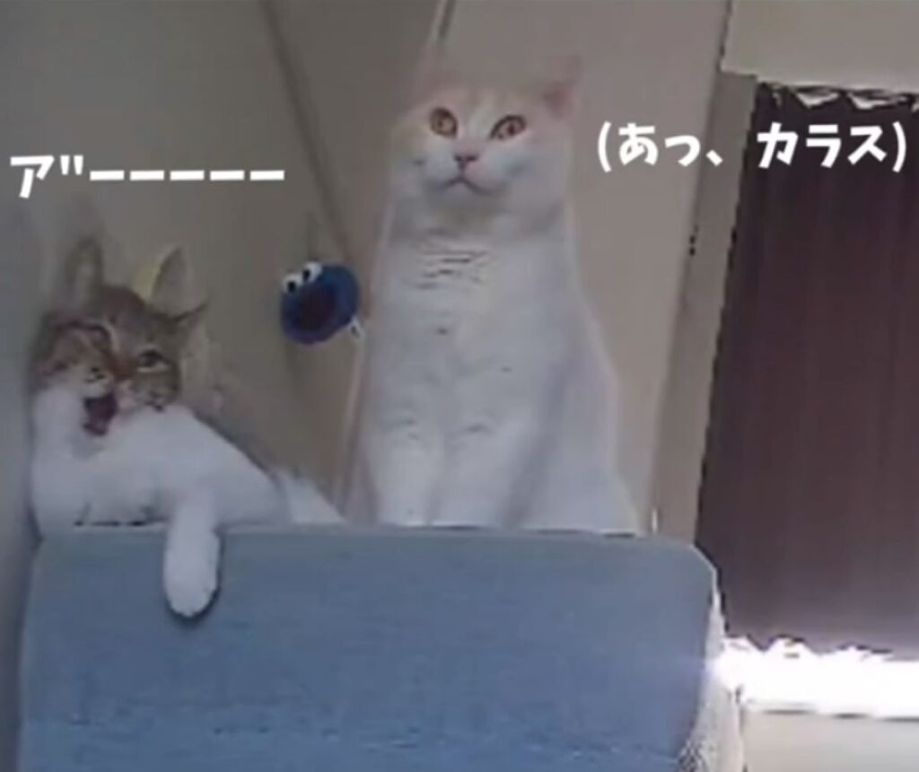 カメラに気付くと…（＠11220128_さんより提供）