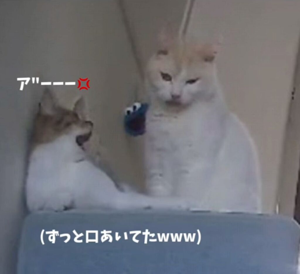 ずっと口が開いたまま…（＠11220128_さんより提供）