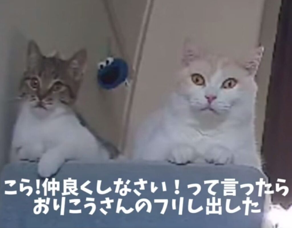 おりこうさんのふり（＠11220128_さんより提供）