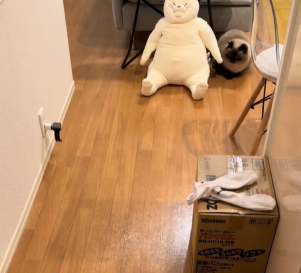 ついには奥の方でスタンバイ（＠__kikuchiyoさんより提供）