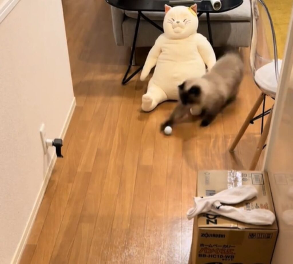 ここでもキャッチ（＠__kikuchiyoさんより提供）