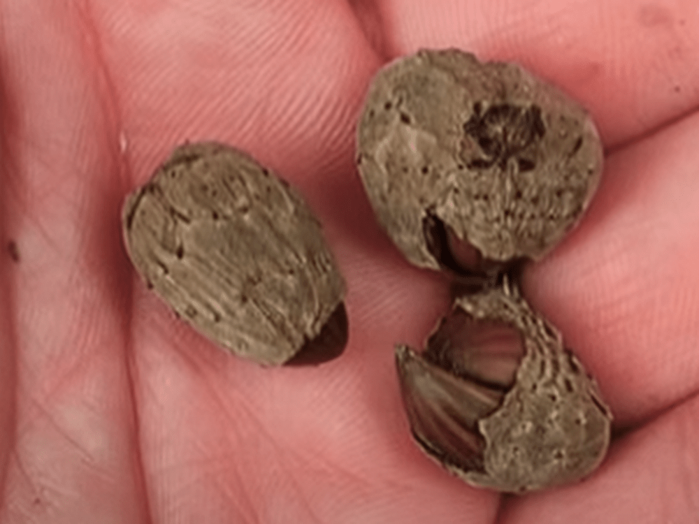 公園で拾った”モノ”がコーヒーに変身！？その様子に「勉強になります」「役に立ちそう」「最高にワクワクする」