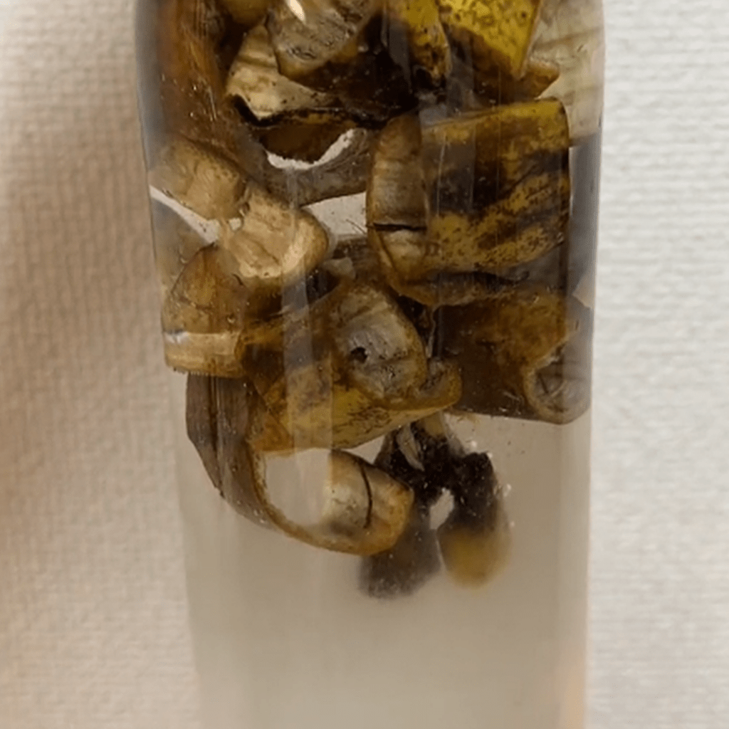 皮が黒ずむまで数日間水に浸します（＠pajamakazokuさんより提供）