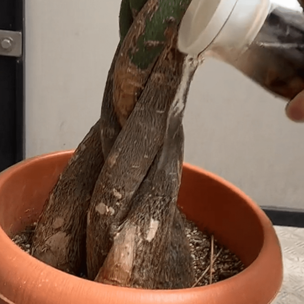 栄養水は観葉植物の肥料に（＠pajamakazokuさんより提供）