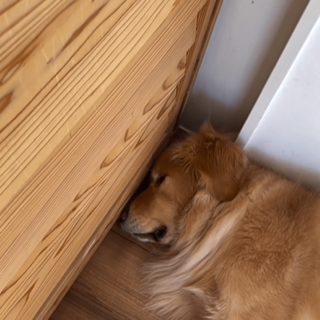 気持ちよさそうにお昼寝中のエルくん（＠uriuri____.17さんより提供）