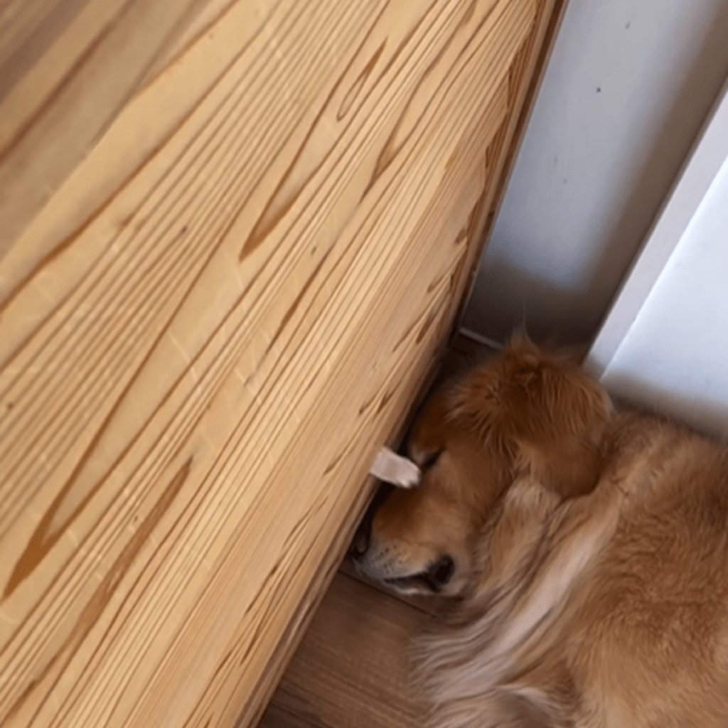 【実際の写真6枚】　飼い主さんが見た光景