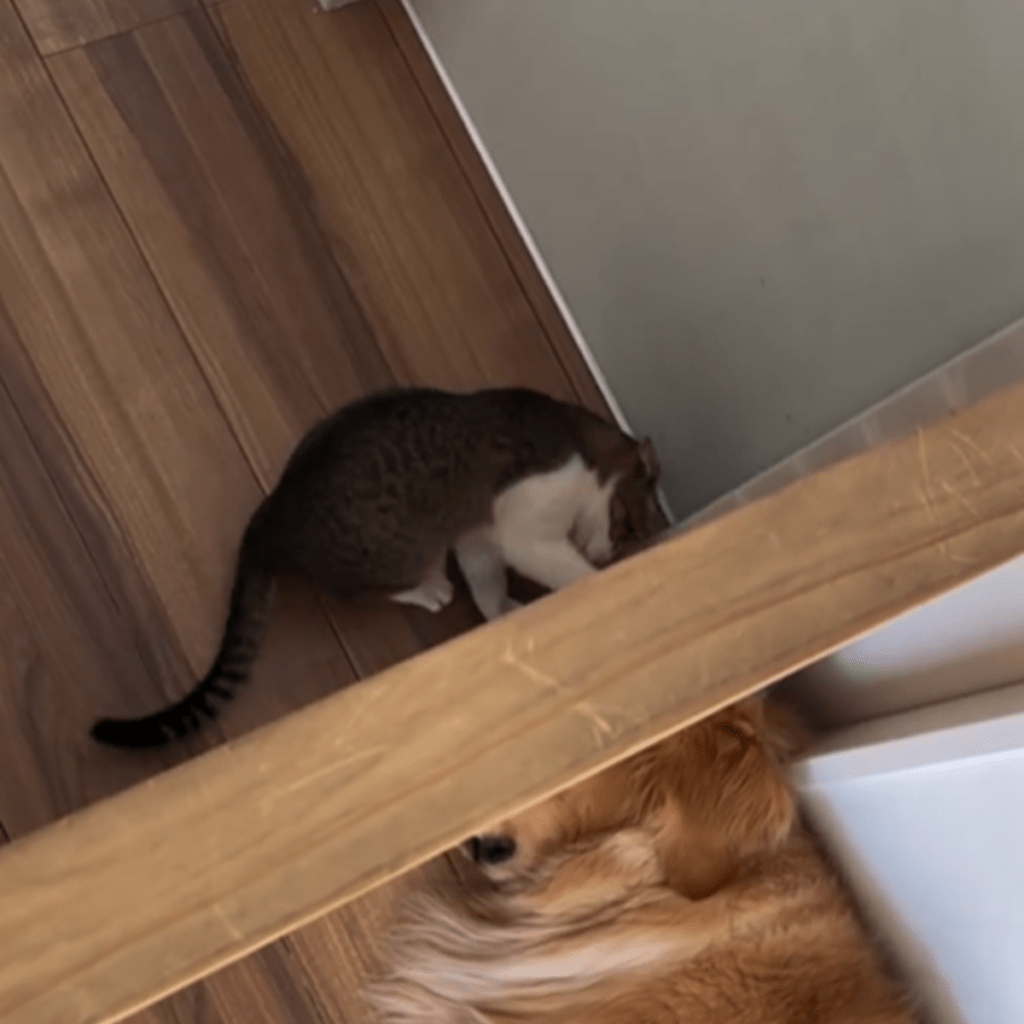 お昼寝を邪魔する正体は猫のルーちゃん！（＠uriuri____.17さんより提供）