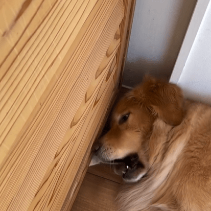 ルーちゃんの手を払うエルくん（＠uriuri____.17さんより提供）