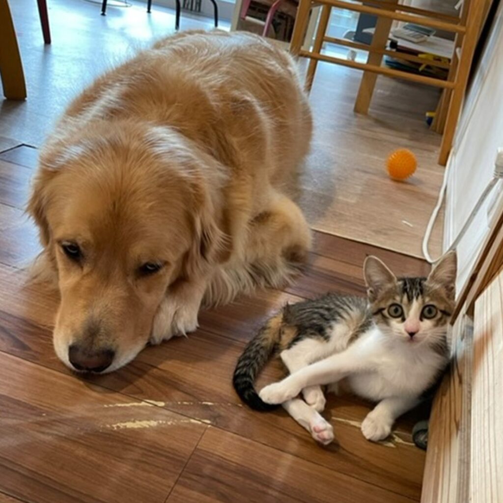 普段の2匹は付かず離れずの関係（＠uriuri____.17さんより提供）