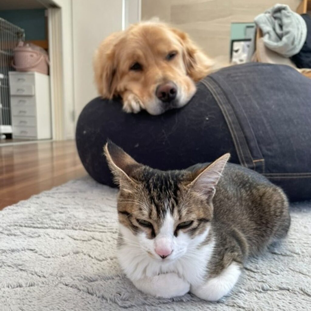 甘えん坊のルーちゃんを優しく見守るエルくん（＠uriuri____.17さんより提供）