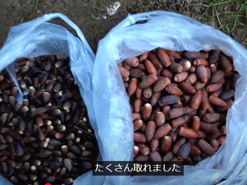 【実際の写真10枚】コーヒーになるまでの様子