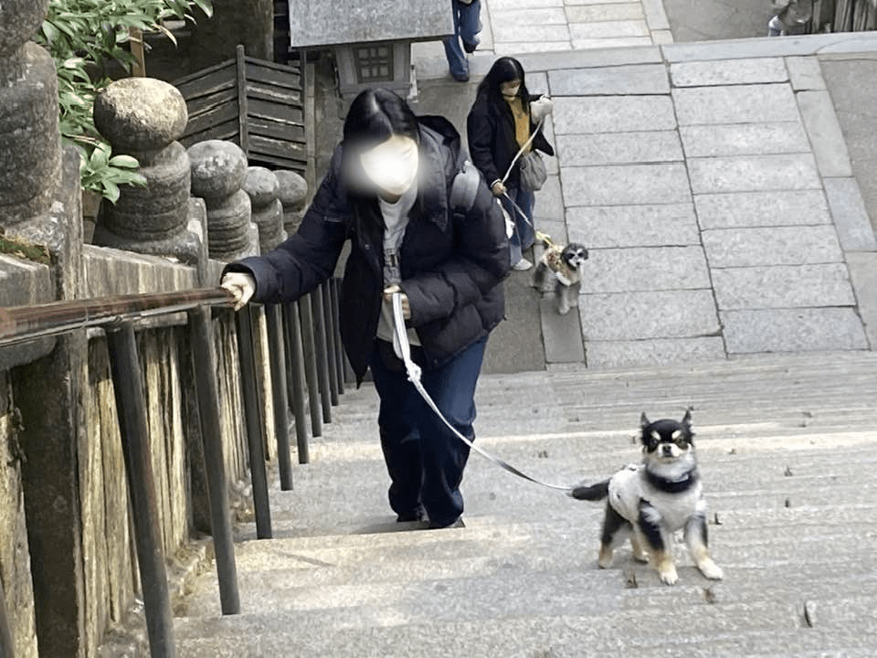 参道の階段を次々に登ってくる飼い主と愛犬たち