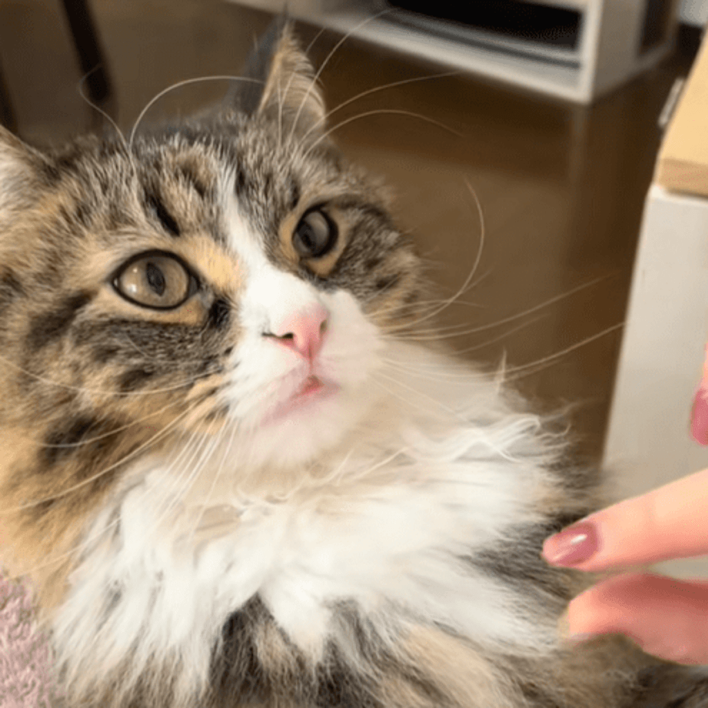 起きてる様子も可愛らしい（@kikililinyanzさんより提供）