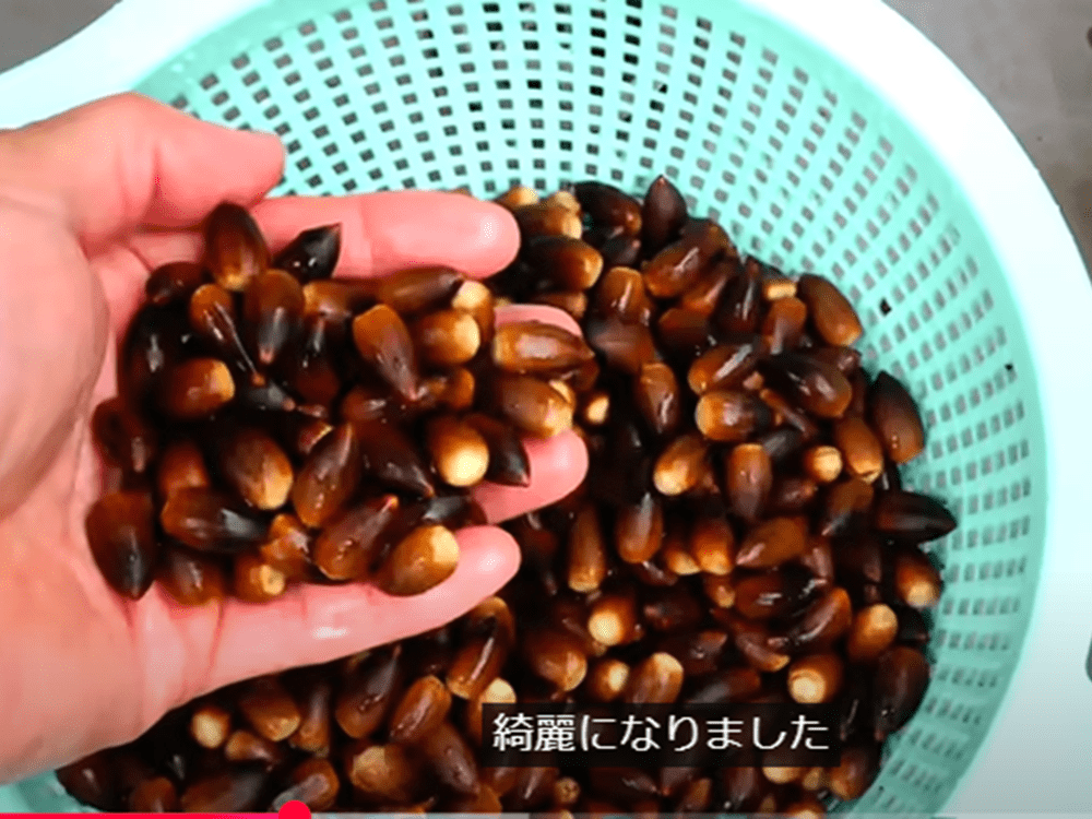 始めにドングリをきれいに洗います（@chieetonさんより提供）