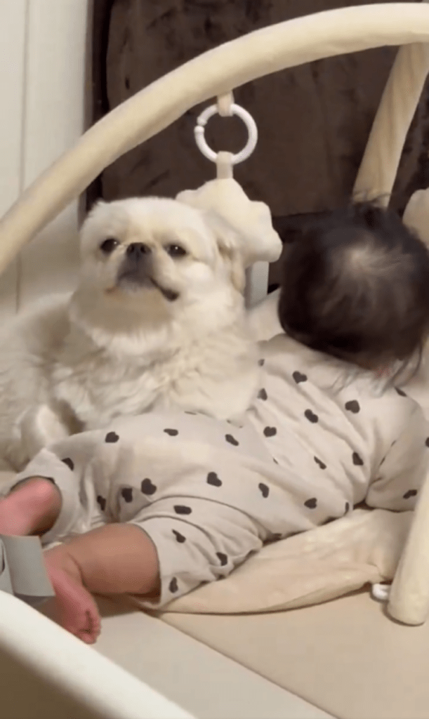 娘さんの横に座るぷっちょくん（@pucchopekiさんより提供）