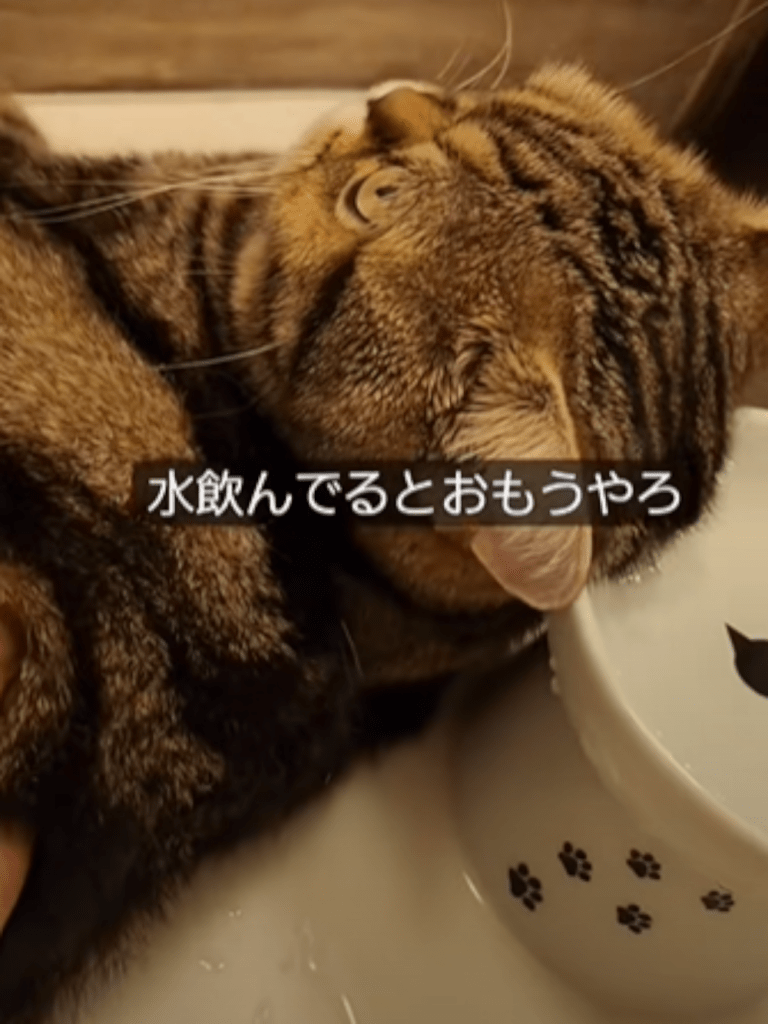 実はお皿を枕にして仰向けに寝ていたふてだまるおくん（@kedamatrioさんより提供）