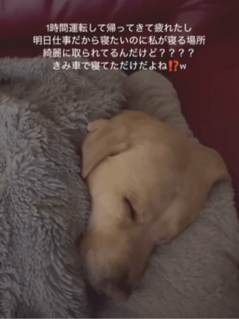 すやすやと眠るレイスくん（@yunataaan___さんより提供）