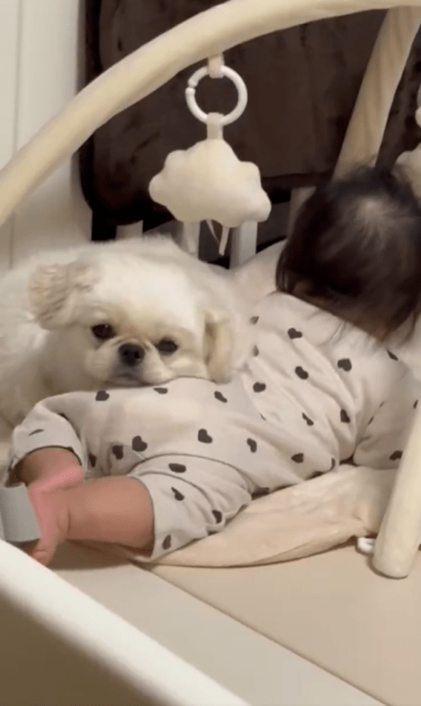 娘さんのお尻に顎を乗せるぷっちょくん（@pucchopekiさんより提供）