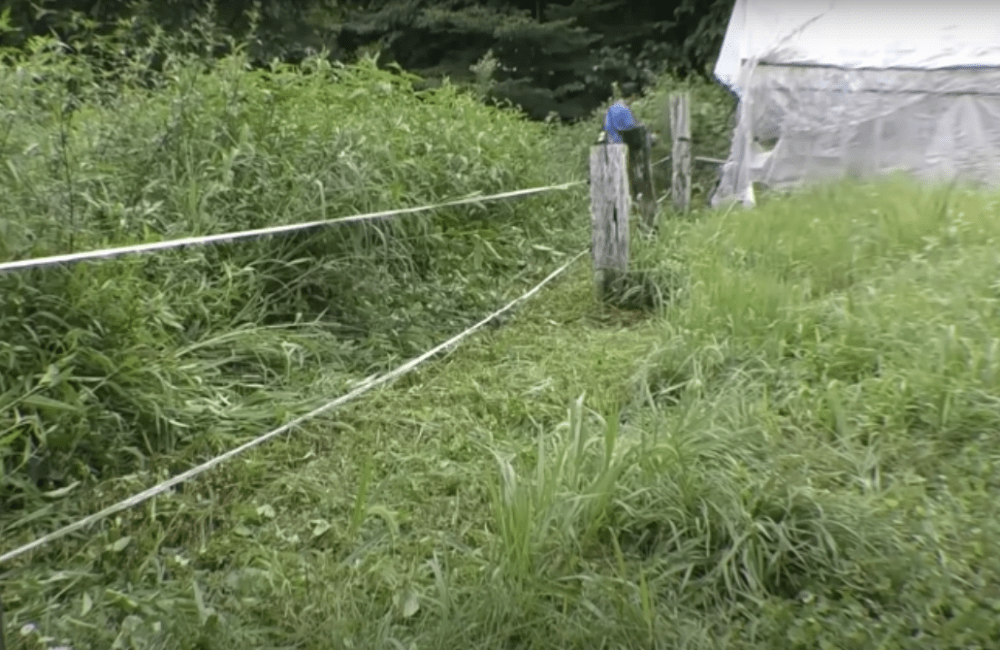 柵周辺だけは人の手で草刈り（@daikitinouzyouさんより提供）