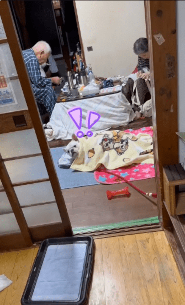 寝ていたのはコロちゃんだった（@corochan2021さんより提供）