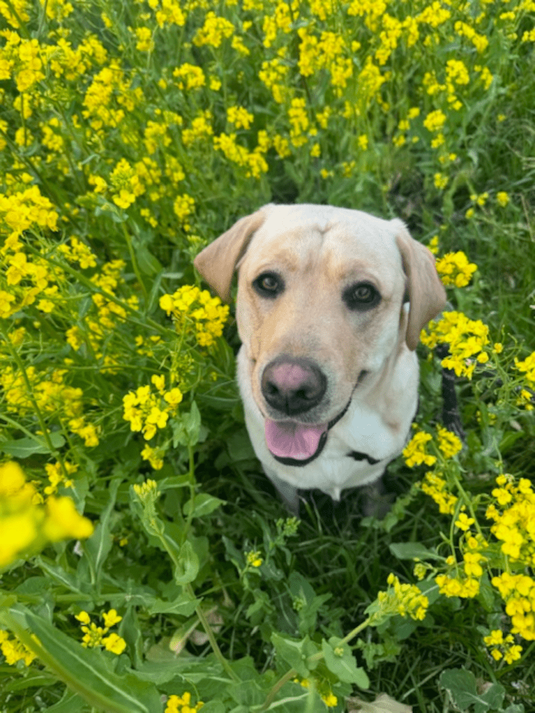 お花畑でお座りするレイスくん（@yunataaan___さんより提供）
