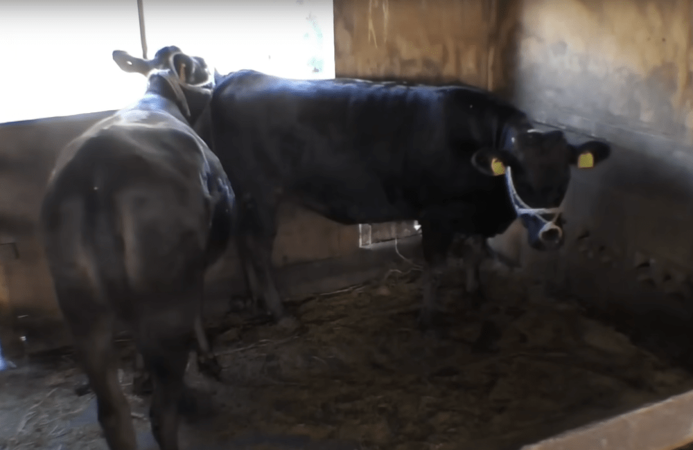 今まで牛舎から出たことがない2頭の牛（@daikitinouzyouさんより提供）