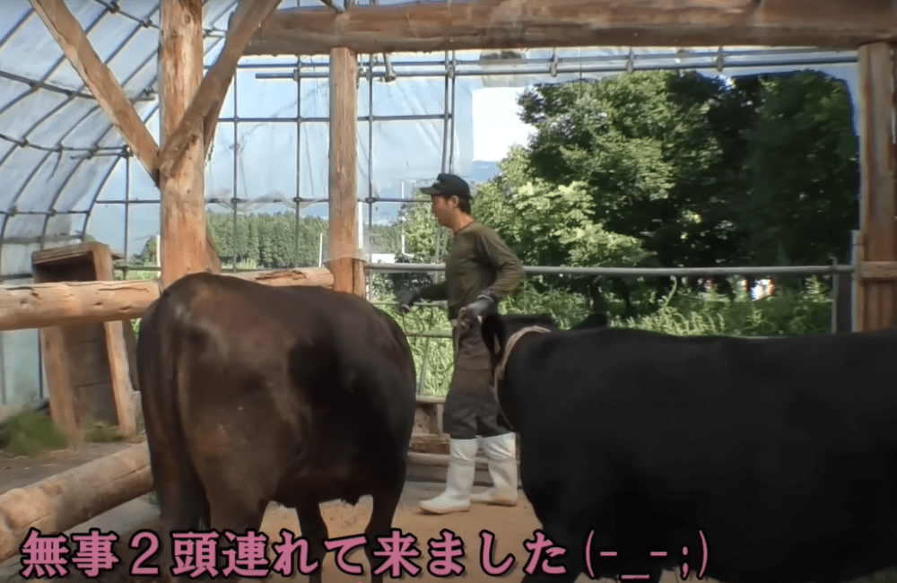牛舎からパドックへ移動（@daikitinouzyouさんより提供）