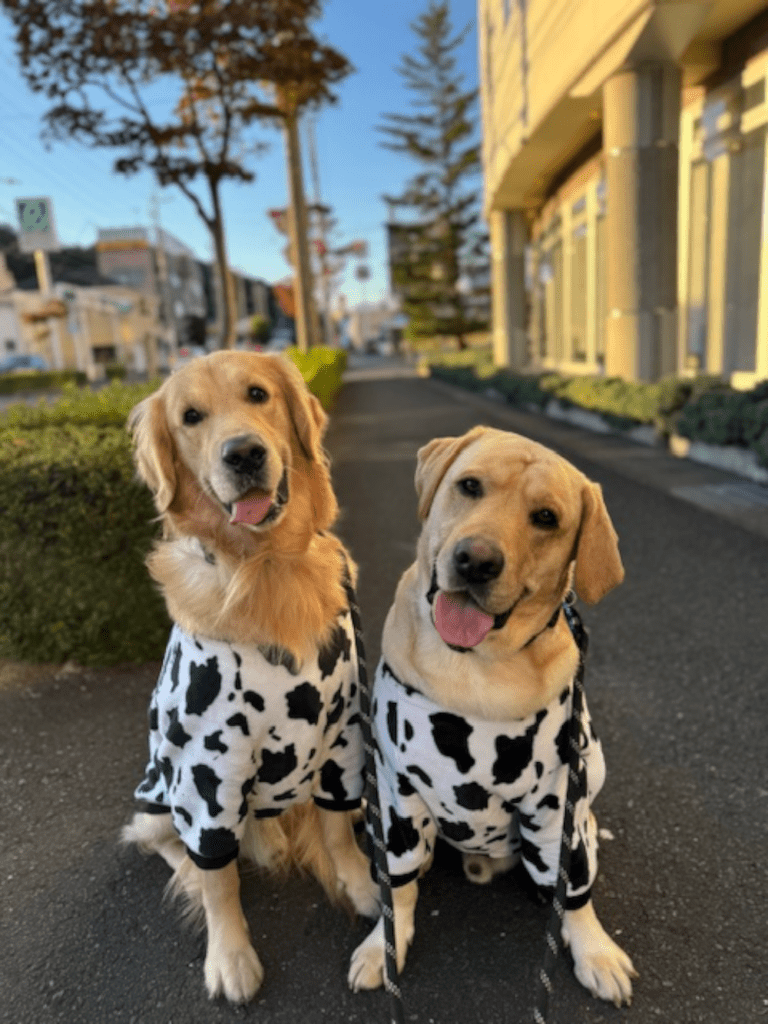 首をかしげるレイスくん（右）とアッシュくん（左）（@yunataaan___さんより提供）