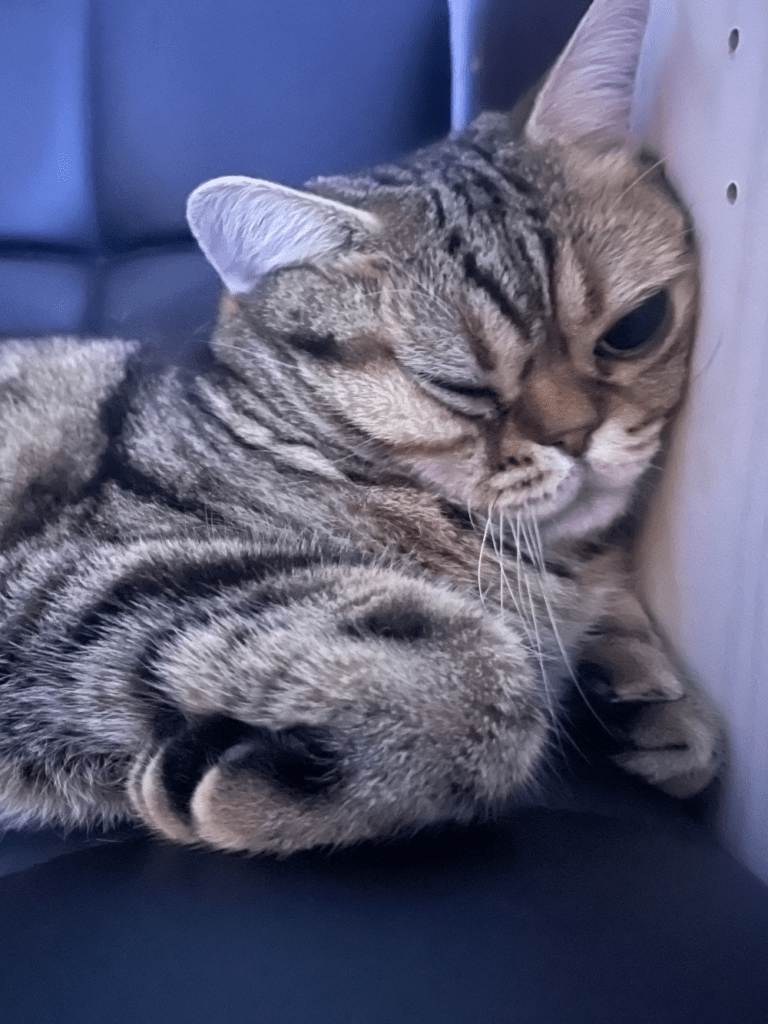 壁に顔を押し付けるふてだまるおくん（@kedamatrioさんより提供）