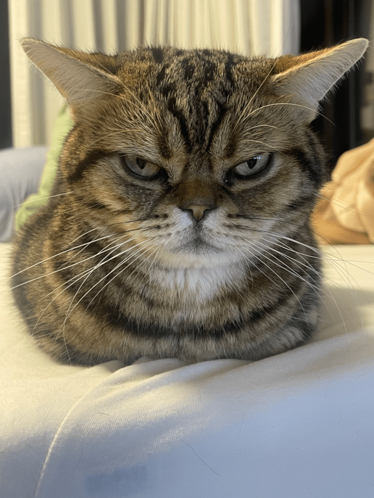 【実際の写真7枚】　飼い主さんが見た光景