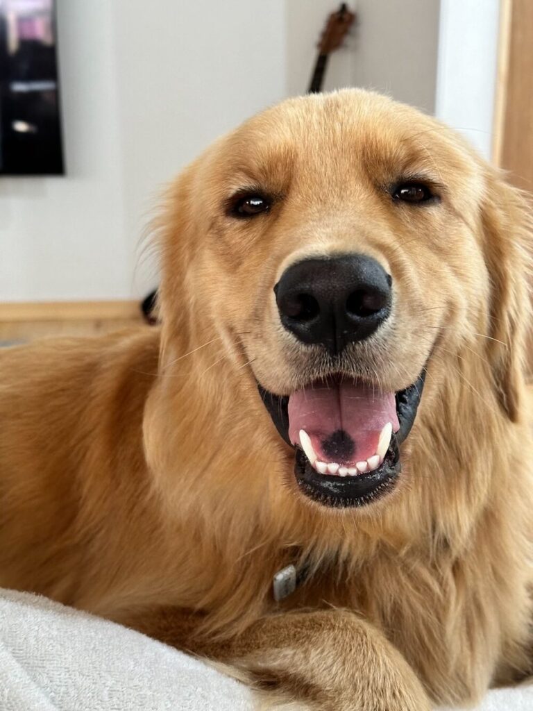 やんちゃで自由なレイくん（@ray20230415さんより提供）