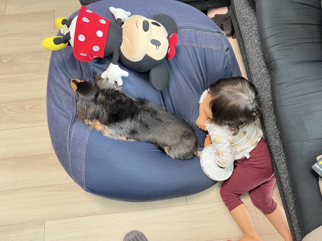 仲よく座る2人（＠kou111dachsさんより提供）